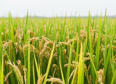 水稻施农家肥可以吗 不用化肥水稻亩产量能高产吗