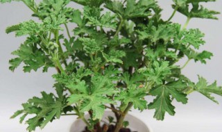 驱蚊草可以放卧室吗 驱蚊草能不能摆放在卧室