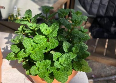 盆栽薄荷什么时候修剪 盆栽薄荷怎么修剪方法