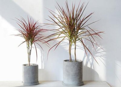 龙血树用肥 龙血树用什么肥料