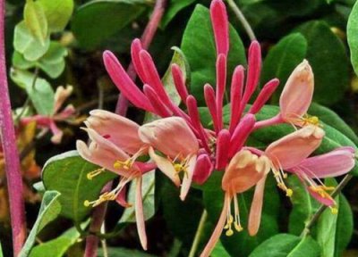 金银花的花期时间 金银花花期是什么时候