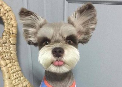 千万不要打雪纳瑞 惩罚雪纳瑞犬让它感到害怕的方式