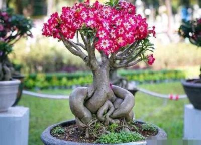 沙漠玫瑰的花期时间 沙漠玫瑰花期是什么时候