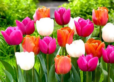 郁金香的颜色有哪些 最常见的郁金香开什么颜色的花