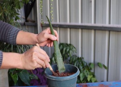 芦荟根断了还能栽活吗 把芦荟的根剪断还能再养活吗