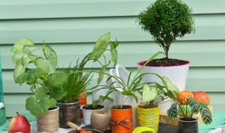 适合摆放客厅的植物 客厅适合摆放哪些植物