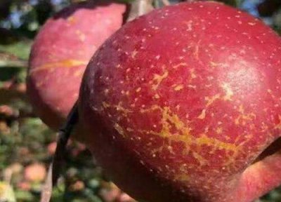 云南丑苹果好吃吗 云南昭通丑苹果几月份最好吃