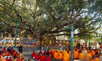 菩提是什么材料做成的 菩提子就是菩提树的果实吗