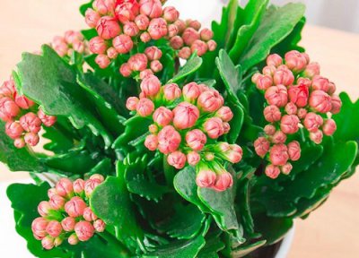 长寿花叶子长白灰是什么原因 叶子变灰白透明怎么回事