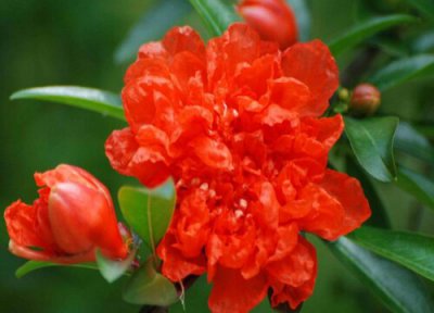 石榴花花语和寓意 石榴花的花语是什么