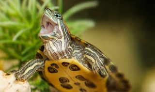 新手养殖龟注意事项 新手怎么养殖龟