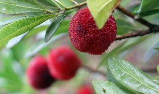 杨梅能和鱼一起吃吗 杨梅和鱼可以一起吃吗