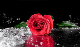 玫瑰盆栽花的管理方法 玫瑰盆栽花如何管理