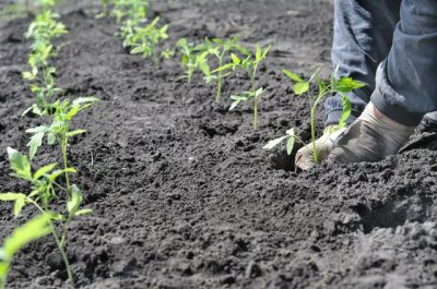 西红柿从播种到定植多长时间 西红柿苗多大才能定植