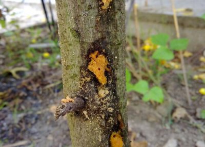 无花果树常见病害 无花果树病虫害防治方法与技术措施