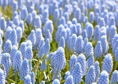 风信子开花多久凋谢 花朵凋谢后怎么办