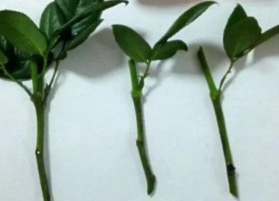 月季扦插时间和方法 玫瑰花扦插时间和方法