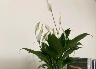 白掌可以浇醋吗 醋水浇白掌正确方法