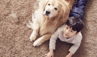 金毛犬的资料 金毛犬的作文400字