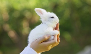 兔子和猫能一起养吗 兔子和猫可以一起养吗
