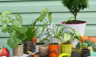 室内盆景植物有哪些 室内盆景植物品类有哪些