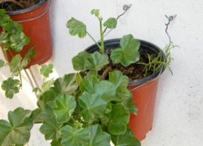 花苗如何快速成长 小苗花卉快速长爆盆的秘诀