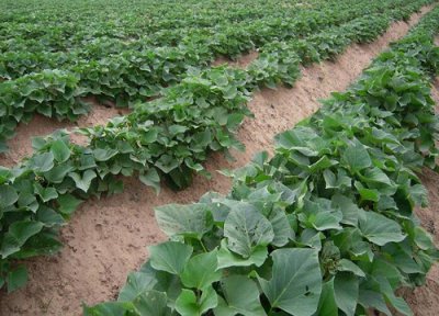 红薯立夏后还能栽吗 红薯苗什么时候栽种合适