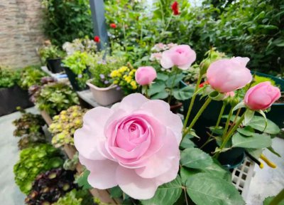 奥利维亚月季优缺点 灌木状月季奥利维亚多季开花花期长