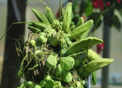 荷花玉兰怎么种植 玉荷包吊兰如何栽种