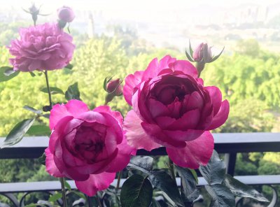 胭脂香水月季优缺点 灌木胭脂香水耐晒耐热及养护要点