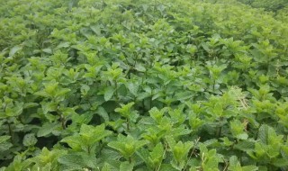 家庭十香菜种植方法 家庭如何种植十香菜