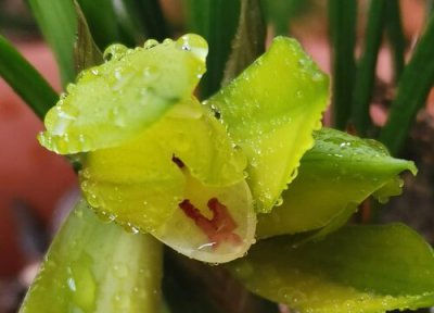 兰花没服盆的表现 买回来的兰花为什么迟迟不服盆