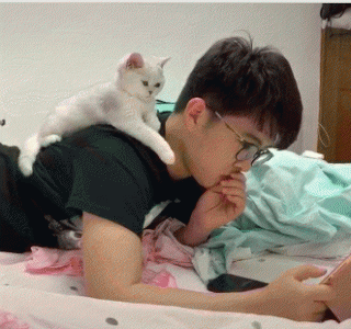 银渐层为什么不好养 为什么不建议饲养银渐层猫咪