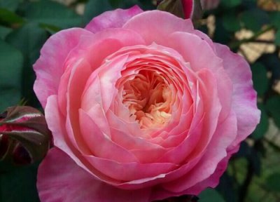 月季花早春可以施肥吗 冬天如何给月季施肥来年开春花开满盆