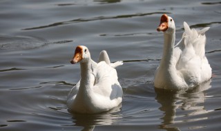 吃鹅肉的好处 吃鹅肉的功效与作用