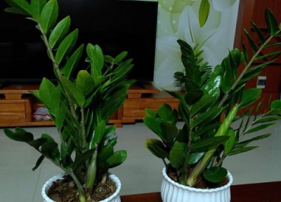 金钱树夏天可以换盆吗 移盆注意事项与养护妙招