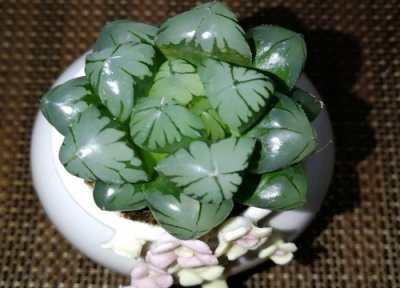 玉露会开花吗 玉露开花吗 开花什么样子