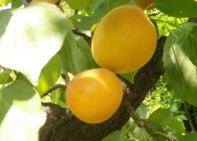 杏和什么不能一起吃 杏仁不可以跟什么一起吃