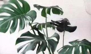 客厅摆什么花最好 客厅可以摆哪些花