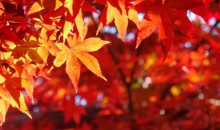 枫树适合种室内吗 枫树怎么种