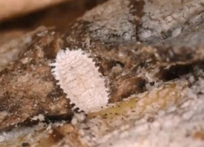 菠萝虫子长什么样子 菠萝里白色的像虫卵的是什么虫