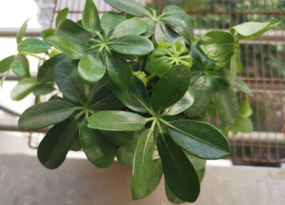 暖气房养什么花 暖气房养花注意事项