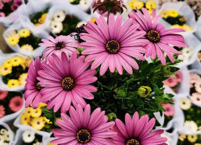 冬天冻不死的花有什么花 哪些花—到冬天就处于假死呢