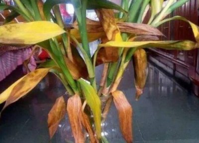 水养富贵竹黄叶怎么处理方法 水养黄叶是什么原因