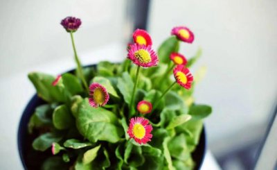 白羊座命中注定的夫妻 和白羊座最般配的3星座