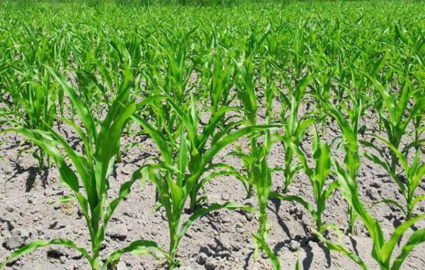 玉米播种后能打敌草快吗