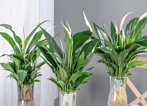 一帆风顺花水培怎么养旺盛