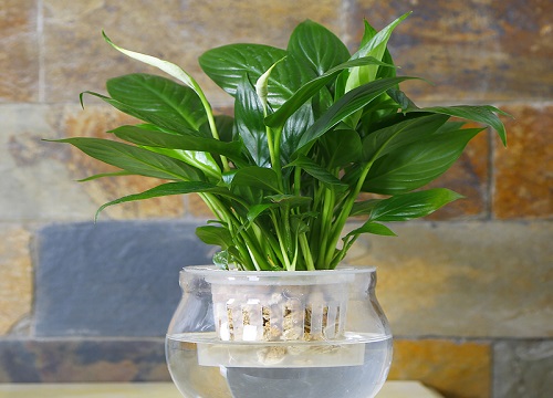 一帆风顺花水培怎么养旺盛