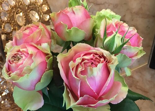 火龙果月季是藤本还是灌木