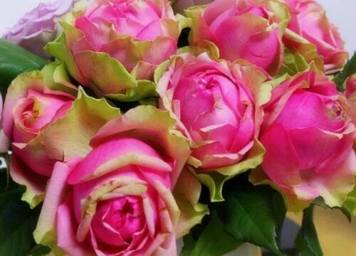 火龙果月季是藤本还是灌木